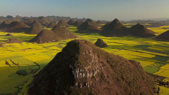 Aerial view drone orbit around yellow rapeseed (canola) flower field in spring, Luoping, China