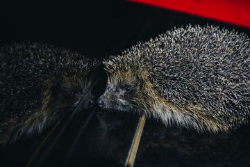 A beautiful little gray hedgehog sits on the piano keys. Piano playing. Music school, education concept, beginning of the year, creativity. Musical instrument, classical, melody. Muzzle close-up.