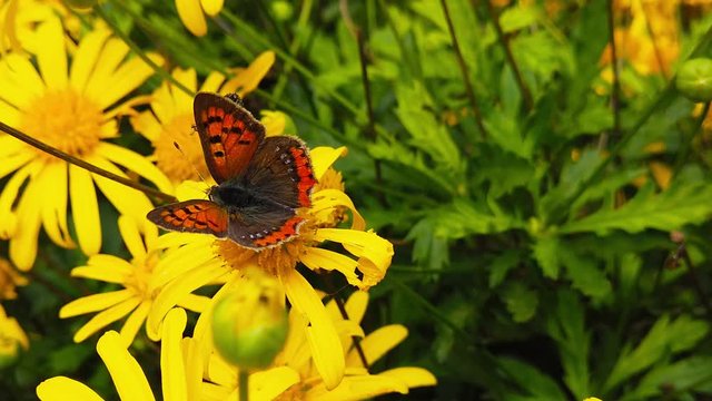 Close up video of a Small Copper Butterfly (Lycaena Phlaeas) feeding on a green leaved golden shrub daisy. A hoverfly can be seen in the background. Shot at 120 fps.