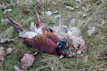 Shooted pheasants on the graas