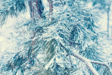 Pine branches covered with rime. Natural winter background. Winter nature. Snowy forest. Christmas...