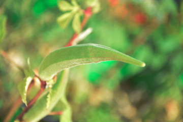 plant, green, nature, flower, leaf, garden, spring, leaves, macro, bud, summer, growth, close-up, fresh, natural, flowers, flora, food, grass, tree, grow, yellow, vegetable, closeup, color, ladies fin