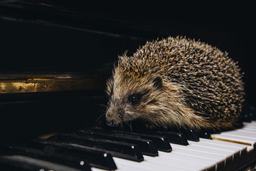 A beautiful little gray hedgehog sits on the piano keys. Piano playing. Music school, education concept, beginning of the year, creativity. Musical instrument, classical, melody. Muzzle close-up.
