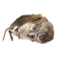 Dead mouse on white background