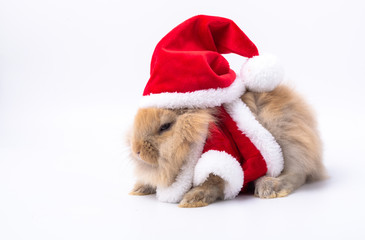 Obraz na płótnie Canvas Merry Christmas and Happy Holidays. Rabbit wearing Santa Cross dress. Brown rabbit on white background. Cute Brown baby bunny on white background.
