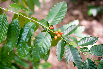 Coffee beans on coffee tree, branch of a coffee tree with ripe fruits.