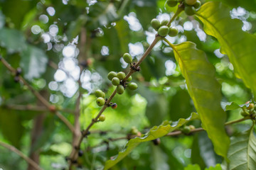 Coffee beans on coffee tree, branch of a coffee tree with ripe fruits.