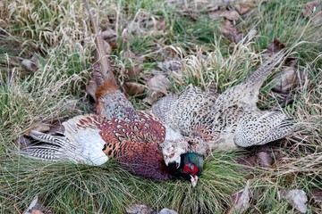 Shooted male and female of pheasant