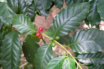Coffee beans on coffee tree, branch of a coffee tree with ripe fruits.