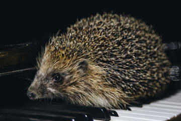A beautiful little gray hedgehog sits on the piano keys. Piano playing. Music school, education concept, beginning of the year, creativity. Musical instrument, classical, melody. Muzzle close-up.