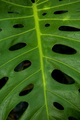 Fototapeta na wymiar detail of a garden malanga leaf