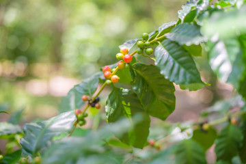 Coffee beans on coffee tree, branch of a coffee tree with ripe fruits.