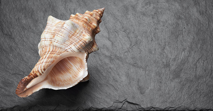 Sea shell on black stone background