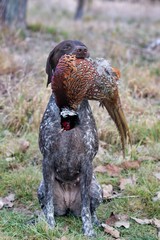 German pointer holding pheasant