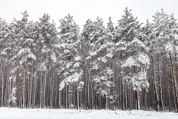 Coniferous forest after snowfall