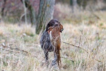 German pointer carries a pheasant