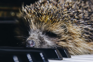 A beautiful little gray hedgehog sits on the piano keys. Piano playing. Music school, education concept, beginning of the year, creativity. Musical instrument, classical, melody. Muzzle close-up.