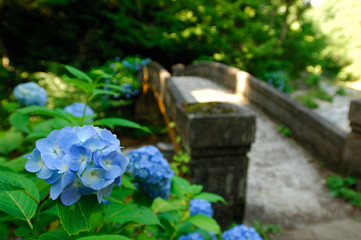 紫陽花