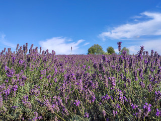Naklejka premium Bunch of Scented Flowers in the Lavender Field in Latvia. Blue Sky Summer Day.