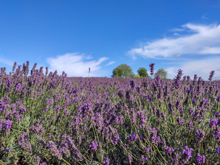 Bunch of Scented Flowers in the Lavender Field in Latvia. Blue Sky Summer Day.