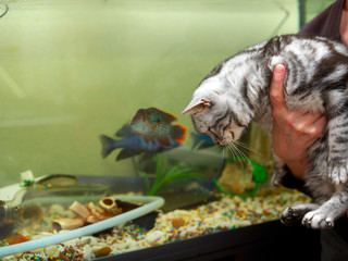 Cat and fish tank