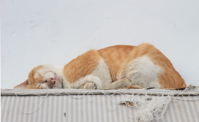Cute cats are sleeping in winter.