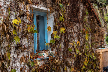 old books on a windowsill of a blue window covered with leaves
