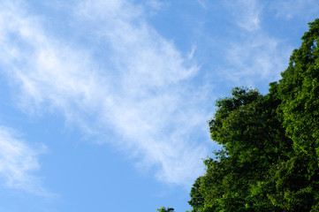 Obraz premium 巻雲