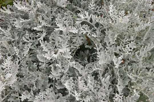 Close up of Cineraria Senecio bicolor 'Silvito' or 'Silver Dust'