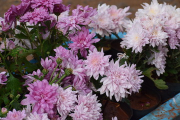  flowers in the garden