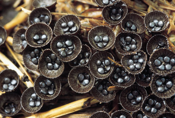 Bird's Nest fungi. Class: Homobasidiomycetes. Series: Gasteromycetes. Order: Nidulariales. 