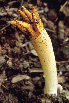 Lysurus sp. Stinkhorn. Class: Homobasidiomycetes. Series: Gasteromycetes. Order: Phallales. The common name stinkhorn is on account of the disagreeable smell of the mature fruiting body. 