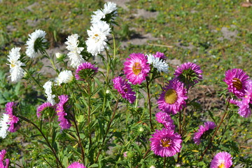 Autumn. Beautiful blooming asters of pink and white. Autumn landscape, colorful. Selective focus