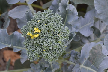 Fresh green broccoli cabbage. Cabbage in the garden. Green plant in a natural environment. Proper nutrition. Yellow inflorescences