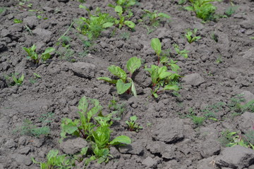 Sprouted beet seeds. Young green sprouts on on black ground. Delicate little leaves. Shoots