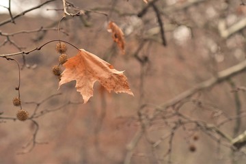 autumn leaves on a background
