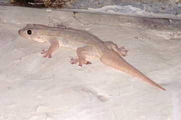 Hemidactylus Flaviviridis. House gecko. A common gecko, usually found in houses.