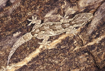 Hemidactylus Leschnaultii. Bark gecko. A well camouflaged gecko usually found on tree trunks. It can change its shade according to the substratum it is lying on.