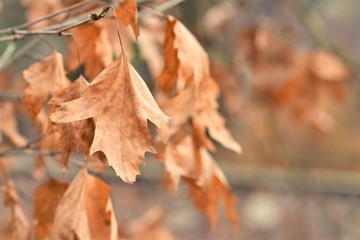 autumn leaves