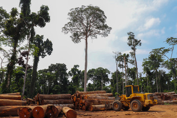 Wheel loader arranging piles of native wood logs extracted from the Brazilian Amazon rainforest...