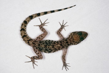 A ground dwelling gecko found in India in western Madhya Pradesh, parts of Rajasthan and Gujarat. Gymnodactylus Scaber.