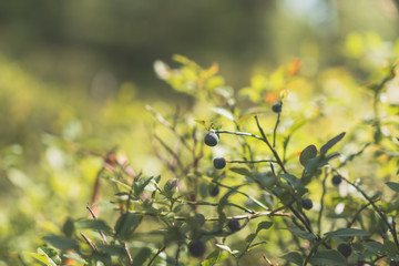 Close up of blueberries in taiga forest