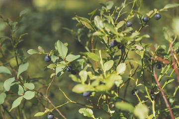 Close up of bilberries in taiga forest