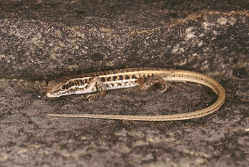 Jerdon's Snake Eye. Ophisops Jerdonii. These lizards superficially resemble skinks. The rough shields on the head are typical. They are usually found in dry open areas.
