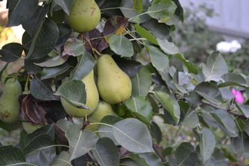 Pear. Pyrus communis. Tree with ripe pear fruit. Harvest. Many fruits. Close-up. Horizontal photo. Green leaves against blue sky