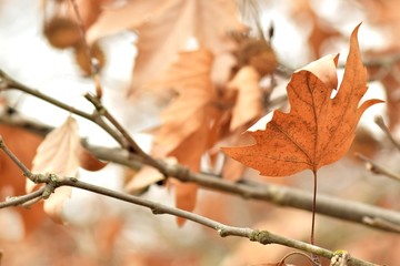leaves in winter