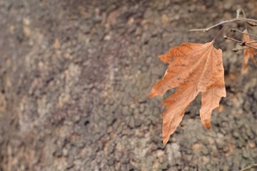 autumn leaf on the ground