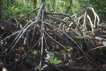 The stilt roots of a species of Rhizophora hold the plant firmly in the mud. The maze of roots forms an important habitat for a variety of crabs, mollusks and fish.