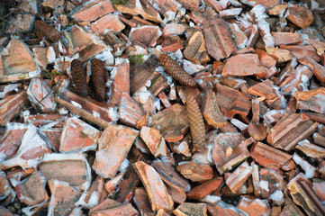 Background of conifer cones and broken pots covered with ice. 