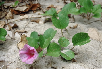 The Goat's Foot creeper grows on sand dunes and helps to bind the sand. This plant is related to...